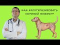 КАТЕТЕРИЗАЦИЯ МОЧЕВОГО ПУЗЫРЯ У КОБЕЛЕЙ