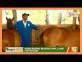 Kenya's Gold Feature | I have been in the horse business since 1996