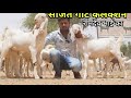 sojat goat collection | visit boss goat farm