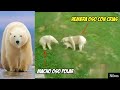 Madre Oso Polar y sus Cachorros se imponen frente a un Macho Territorial