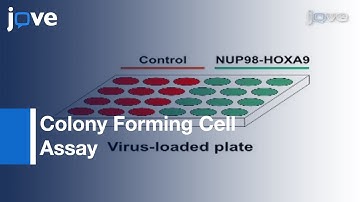 Colony Forming Cell (CFC) Assay For Human Hematopoietic Cells l Protocol Preview