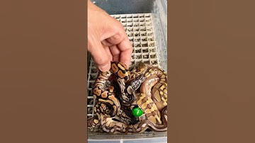 Great clutch from last season! #molinarosnakelab #python #shorts #viral #royalpython #ballpython