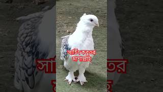 শখের সার্টিন কবুতরর?❤ভিডিও।youtubeshorts videos pigeonbird gopalganj