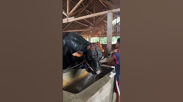 Sapi hitam raksasa mandi sore #sapi #cow #sapisuper #peternakgirsereng #kandangpetani