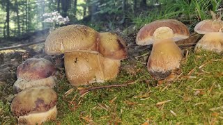 Білі гриби казкових Карпат. Травень 2024