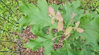 Quercus velutina dub sametový