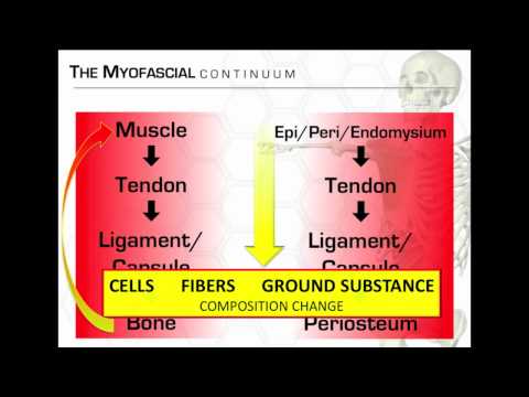 Dr. Spina discussing connective tissue, BioFlow, & the continuum...