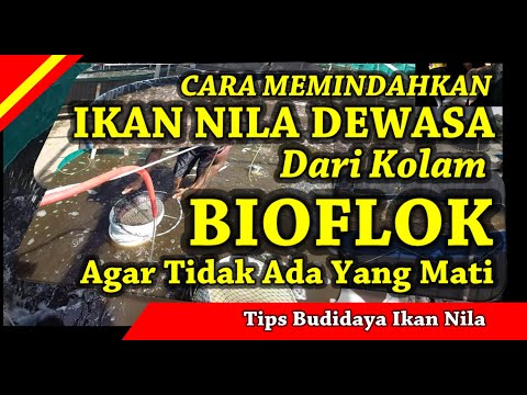 Cara Memindahkan Ikan Nila Dewasa dari Kolam Bioflok Ke Kolam Baru - Agar 100% Hidup