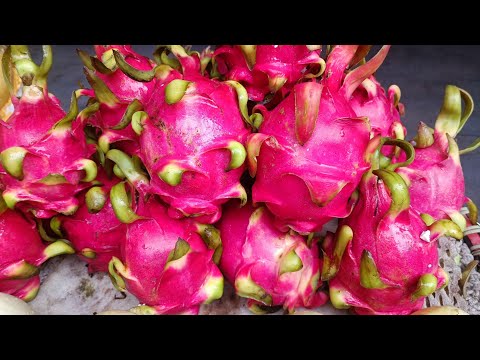 Экзотические фрукты во Вьетнаме и цены. Вьетнамка Ханна