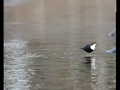 Mirlo acuático - Cinclus cinclus en el río Duero a su paso por Soria