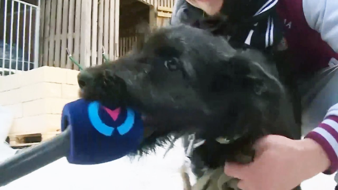 Как в Латвии "спускают" деньги на бездомных собак - YouTube