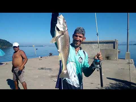 OLHA A CORVINA QUE SAIU- PESCA NA BAIA DE GUANABARA