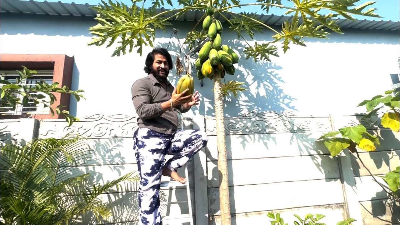 आपल्या शेतातली पिव्वर देशी पपई आणि पेरू खायला या 🥰☘️