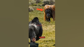 Orangutan VS Gorilla Meet in The Wild! #shorts #animals #orangutan
