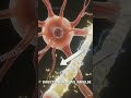 neuron cell #science #education #exam #biology #class10th #education #science