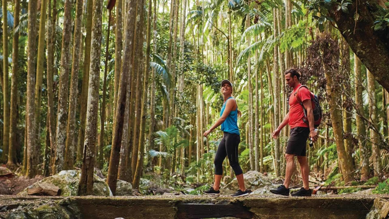 Discover the Magic of Tamborine Mountain with Pineapple Tours | Explore, Indulge, Adventure