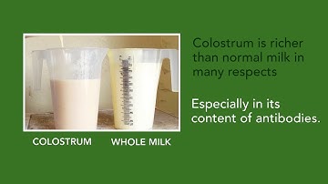 Teagasc Calf Care Week - 123 of Colostrum Management