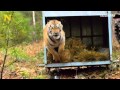 Aquí liberan a los animales después de una eternidad en cautiverio.