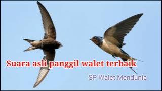 Suara asli panggil walet terbaik, Sp walet mendunia