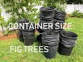 Container Sizes for FIG TREES