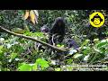 Grooming and Social Play in Wild Bonobos!【Observations of Bonobos #218】