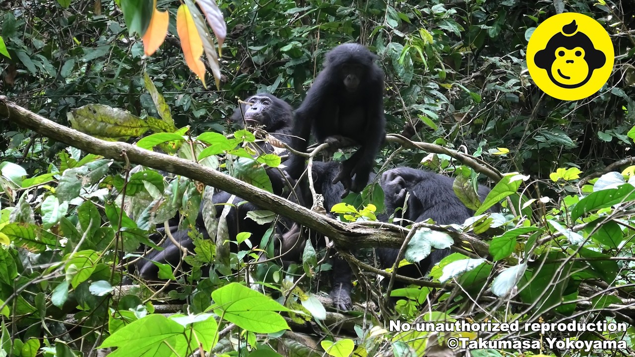 Grooming and Social Play in Wild Bonobos!【Observations of Bonobos #218】