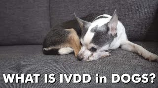 What is Intervertebral Disc Disease (IVDD) in Dogs?