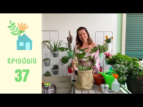 Jardinar em Casa #37: Monstera deliciosa, Como Plantar e Cuidar
