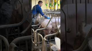 AI in Pigs What Farmers Need to Know