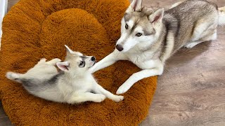 Husky Adopted the Puppies as Her Own! Puppy Kindergarten