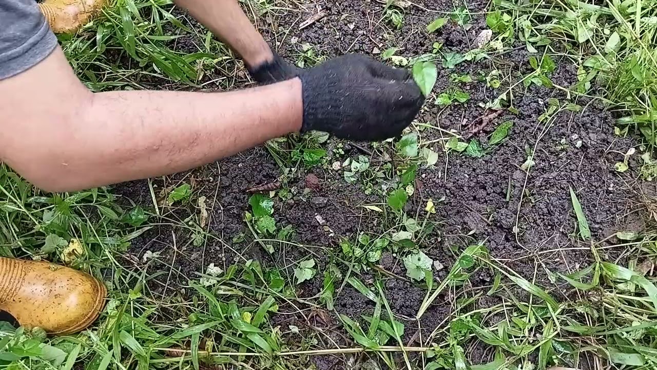 Cara merawat tukulan pohon cabe jamu