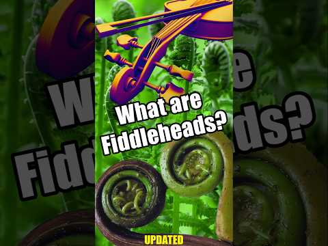 What's a Fiddlehead?