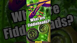 Whats a Fiddlehead? Its not a violin!   #foraging #fiddleheads #outdoors