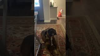 Unleashing Ruby's Musical Talent: Incredible Boxer Dog Sings on Command  You Won't Believe Your Ears