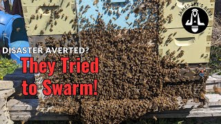 Michigan Bees Don't Give a Flip Flop - They Swarmed!