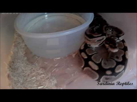 Python Regius on Camera