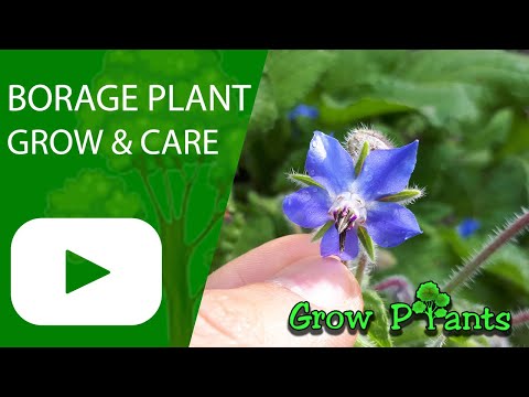 Vídeo: Como Cultivar Borragem Em Recipientes - Cuidando de Plantas de Borragem em Vasos