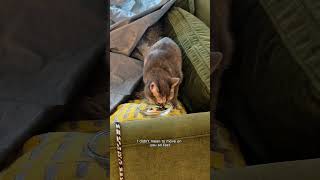 Return to Stella the HIGH ALERT cat