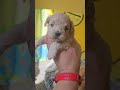мальтипу F1 #maltipoo ❤️мама той-пудель рыжий окрас СофиКо дочь Чемпиона России + мальтезе Казанова