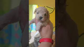 мальтипу F1 #maltipoo ❤️мама той-пудель рыжий окрас  СофиКо дочь Чемпиона России + мальтезе Казанова