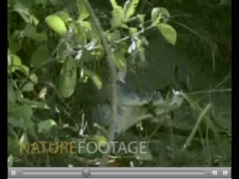 leopard croc kill.avi