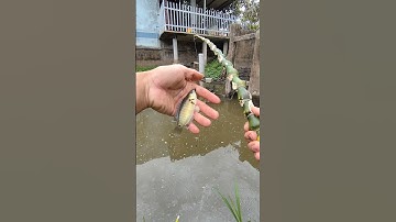 Câu cá rô đồng #cauca #fishing #cancau
