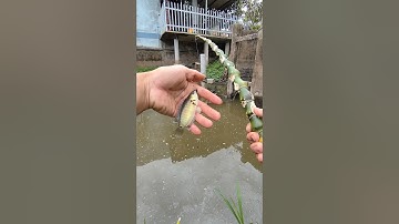 Câu cá rô đồng #cauca #fishing #cancau