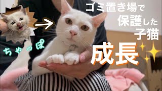 [保護猫]ゴミ置き場でひとりぼっちだった子猫保護から半年成長したちゃっぽ✨[沖縄里親募集中]