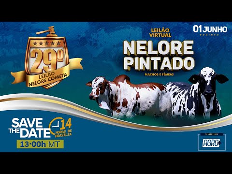 LOTE 89