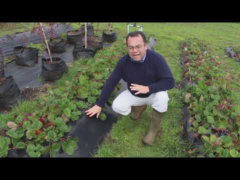 Video: Mulching De Fresas De Jardín