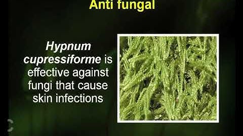Economic Importance and Ecological Significance of Bryophytes - I