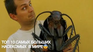 ТОП 10 САМЫХ БОЛЬШИХ НАСЕКОМЫХ В МИРЕ!😱