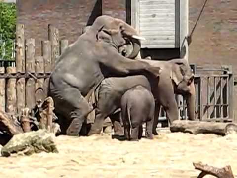 Elephant, sex, 1.