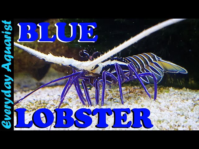 Keeping BLUE LOBSTER In A Saltwater Aquarium, A RARE And WEIRD Pet 